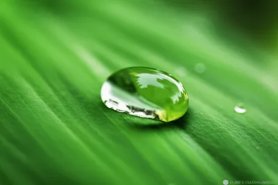 Illustration globule - Image 1