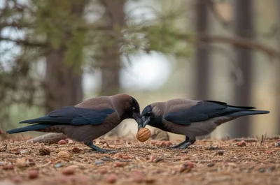 Illustration nutcracker - Image 1