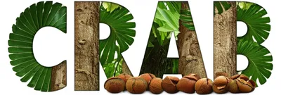 Illustration crab - Image 1