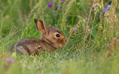 Illustration pars - Image 1