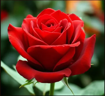 Illustration pictures - Image 1