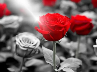 Illustration focusses - Image 1