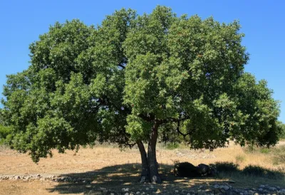 Illustration ilex - Image 1