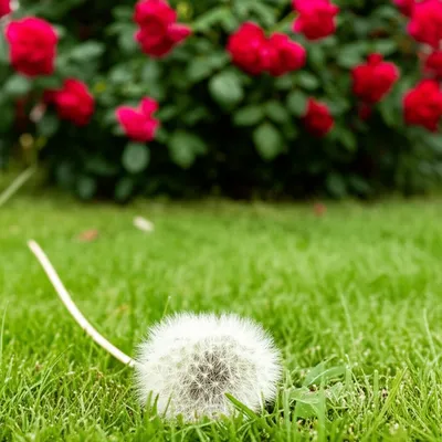 Illustration lowest - Image 1