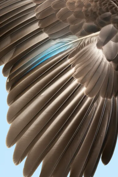 Illustration axial - Image 1