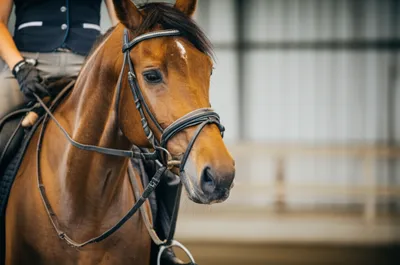 Illustration reined - Image 1