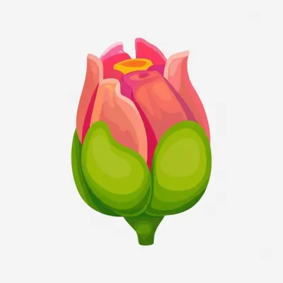 Illustration calyx - Image 1