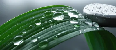 Illustration dew - Image 1