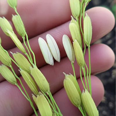 Illustration rice - Image 1