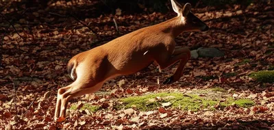 Illustration bolted - Image 1