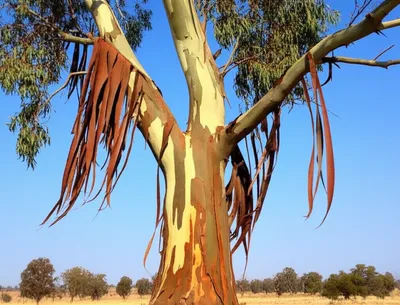 Illustration eucalypts