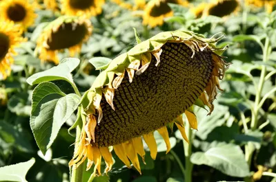 Illustration wilt - Image 1