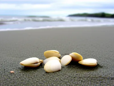 Illustration pipi - Image 1