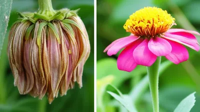 Illustration impairs