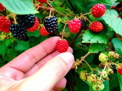 Illustration pickings - Image 1