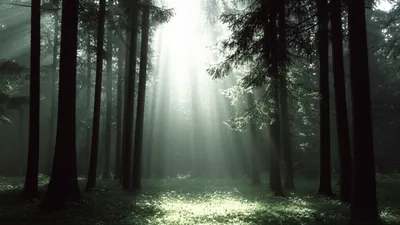 Illustration clearing - Image 1