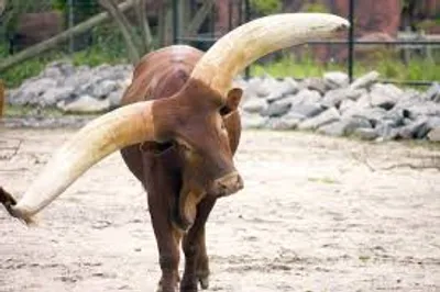 Illustration horn - Image 2