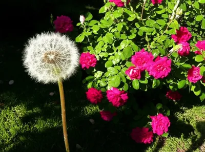 Illustration overlooked - Image 1