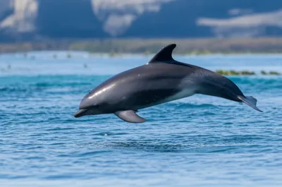 Illustration puffer - Image 1