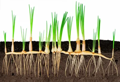 Illustration rhizomes - Image 1