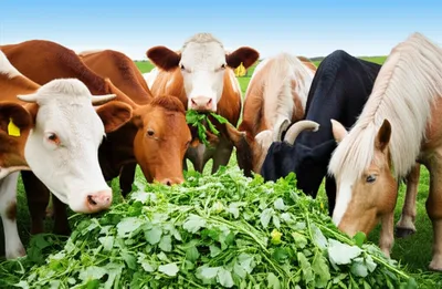 Illustration hay - Image 1