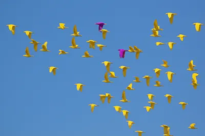 Illustration anomalies - Image 1