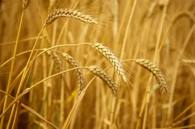 Illustration grains - Image 1