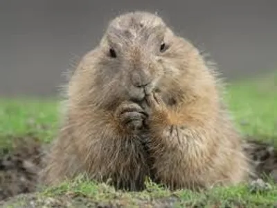 Illustration furry - Image 2