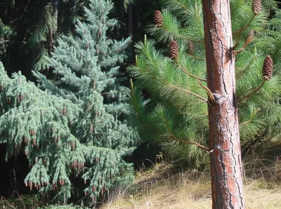 Illustration firs - Image 1