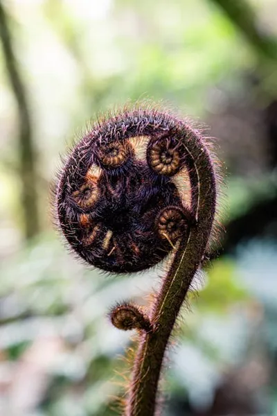 Illustration unfurling - Image 2