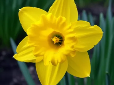 Illustration daffodil - Image 1