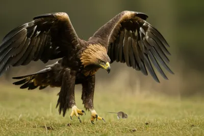 Illustration pouncing - Image 1