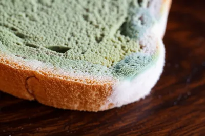 Illustration moulding - Image 1