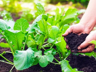 Illustration manured - Image 1