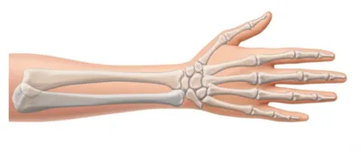 Illustration homologies - Image 1