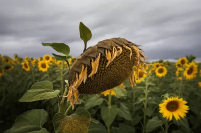 Illustration dismayed - Image 1