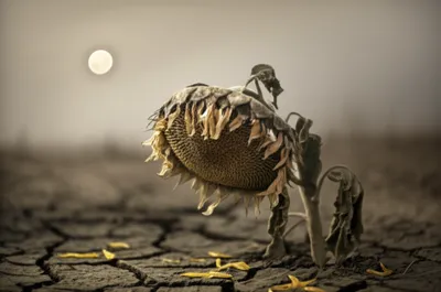 Illustration languor - Image 1