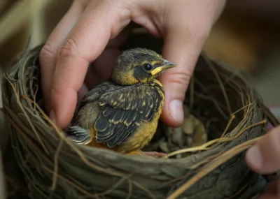 Illustration fondle - Image 1