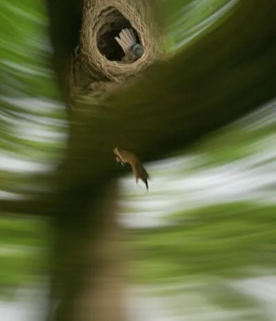 Illustration slipped - Image 1