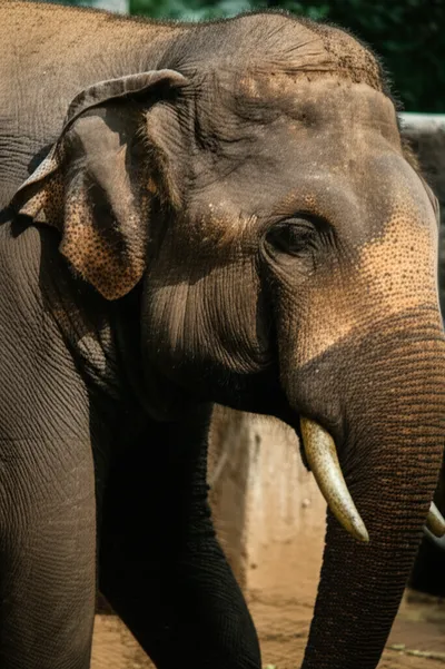 Illustration saggy - Image 1