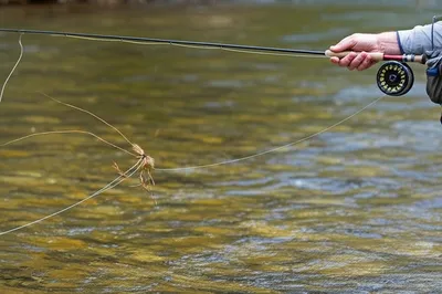 Illustration spiders - Image 1