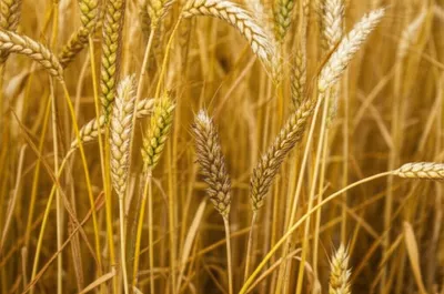 Illustration runts - Image 1