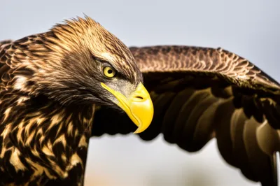 Illustration plume - Image 1