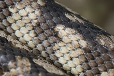 Illustration anal - Image 1