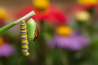 Illustration throwing - Image 1