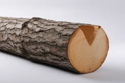 Illustration notch - Image 1