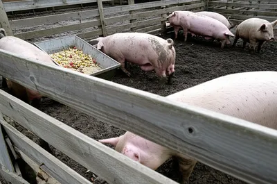 Illustration pigpen - Image 1