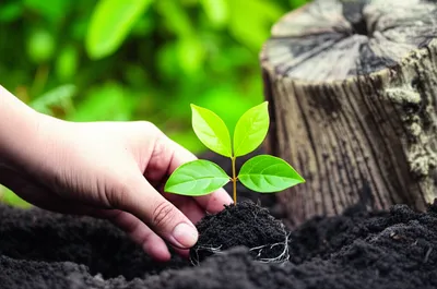 Illustration reverts - Image 1