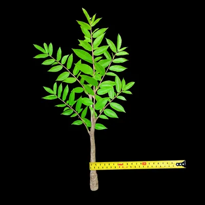 Illustration bulked - Image 1