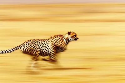 Illustration speeds - Image 1